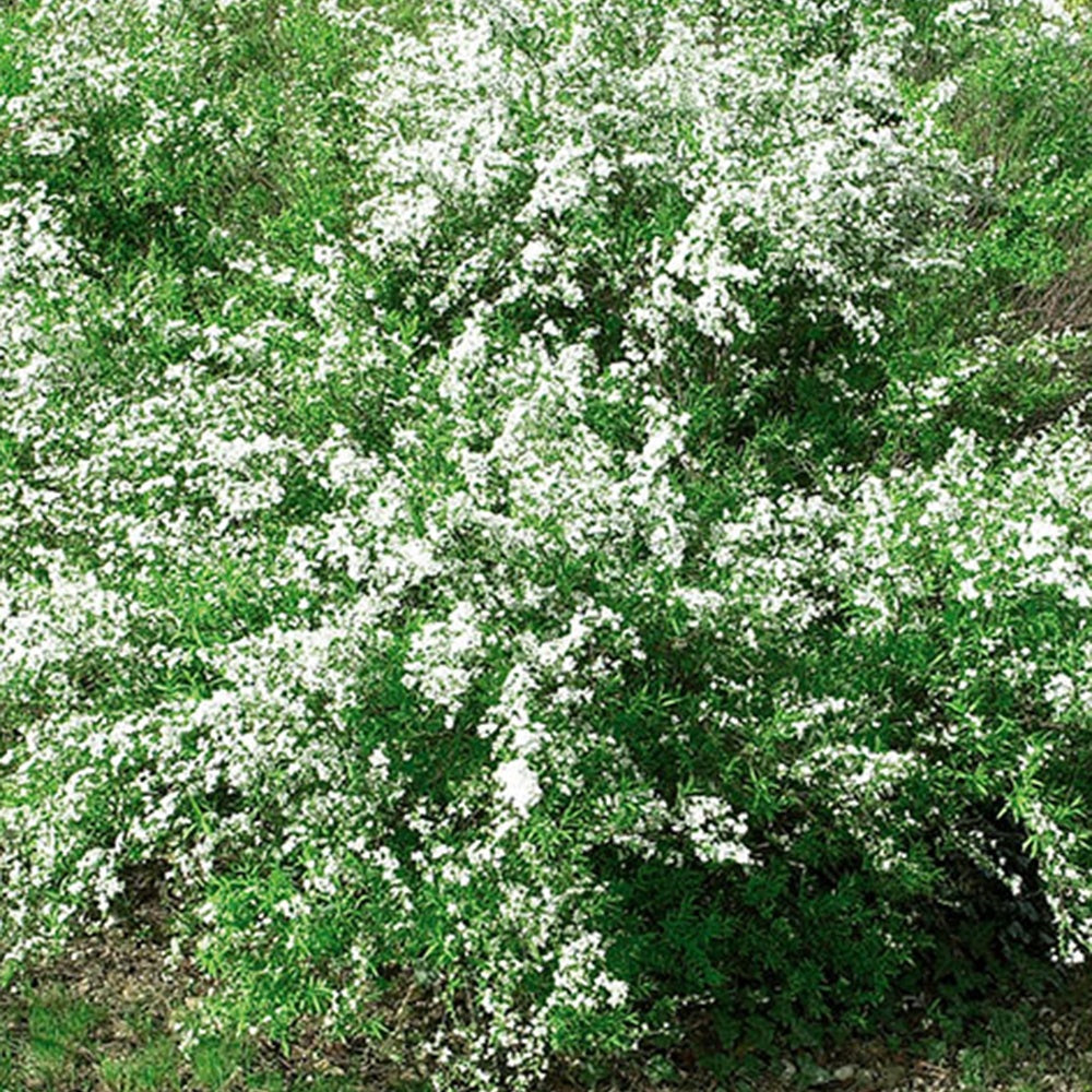 Spierstrauch - Spiraea thunbergii - Willemse
