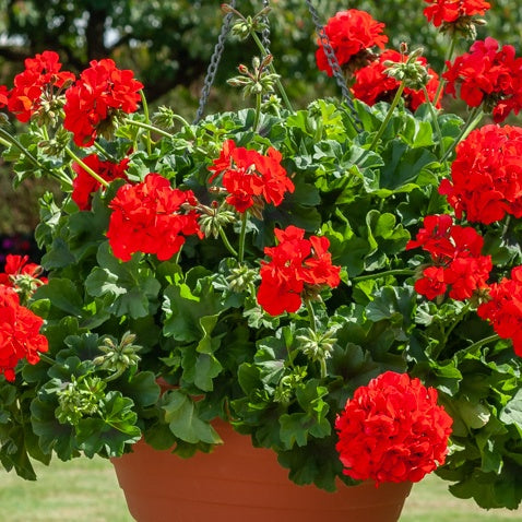 Pelargonium peltatum red - Hängegeranie doppelt rot - Geranien - Pelargonien