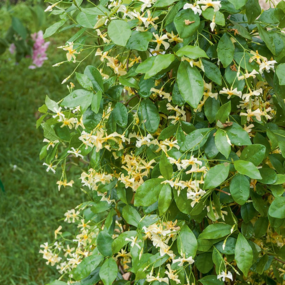 Sternjasmin 'Star of Toscane' duftend im Kübel