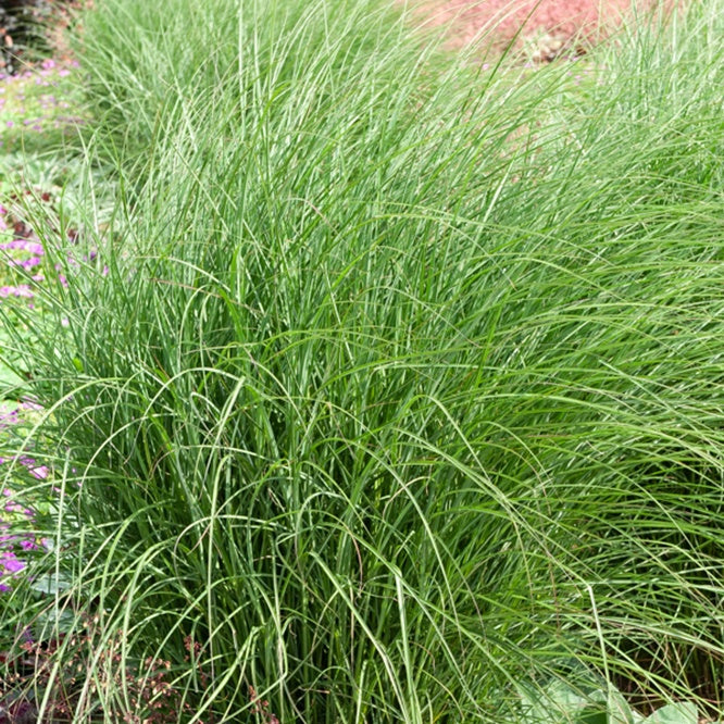 Chinaschilf 'Yaku-Jima' - Miscanthus sinensis yaku jima (yaku dwarf