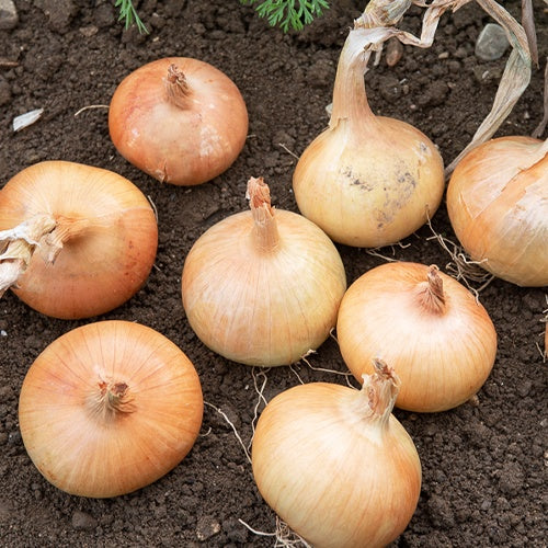 Zwiebel 'Rijnsburger 5' - Allium cepa rijnsburger 5