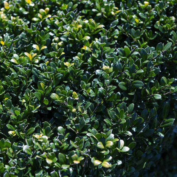 Japanische Stechpalme - Ilex crenata Dark Green - Willemse