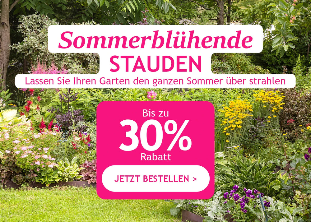 Sommerblühende Stauden bis zu 30% Rabatt!