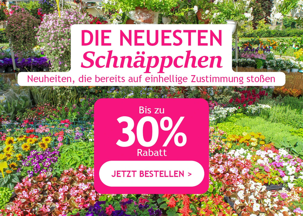 Die neuesten Schnäppchen bis zu 30 % Rabatt!