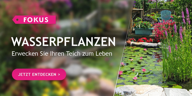 Fokus Wasserpflanzen