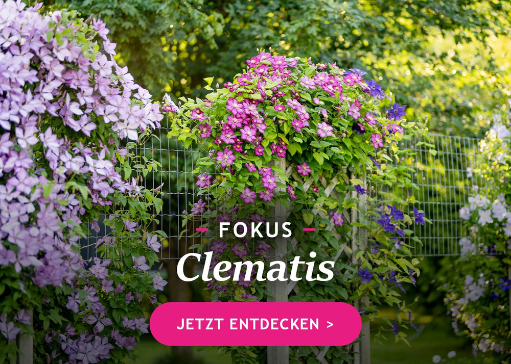 Im Fokus: Clematis