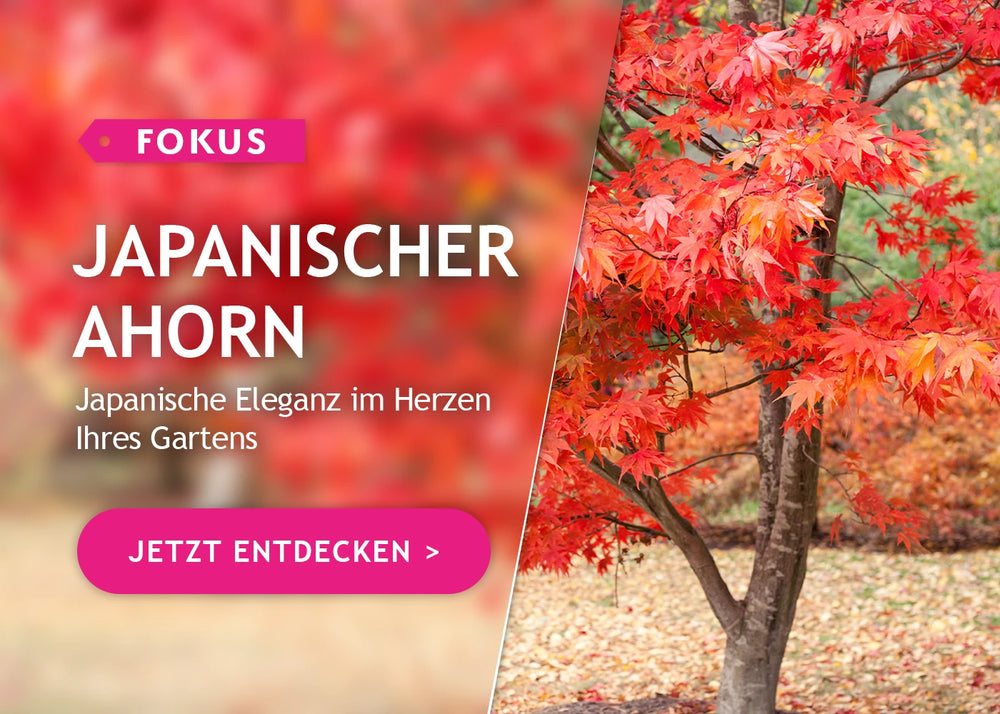 Fokus auf den japanischen Ahorn