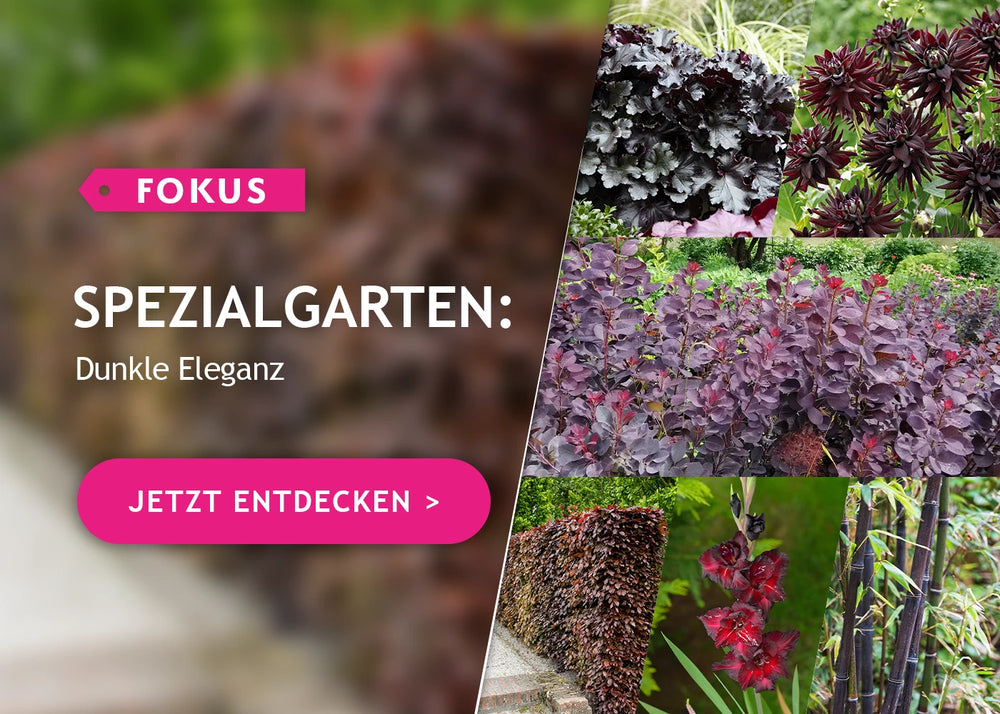 Spezialgarten: Dunkle Eleganz
