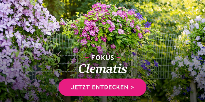 Im Fokus: Clematis