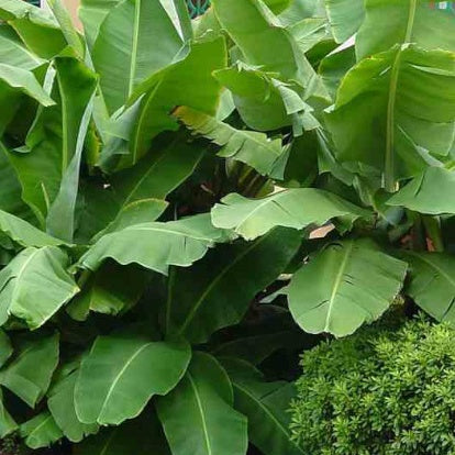 Musa acuminata Dwarf Cavendish - Zwergbanane Dwarf Cavendish - Bananenbaum