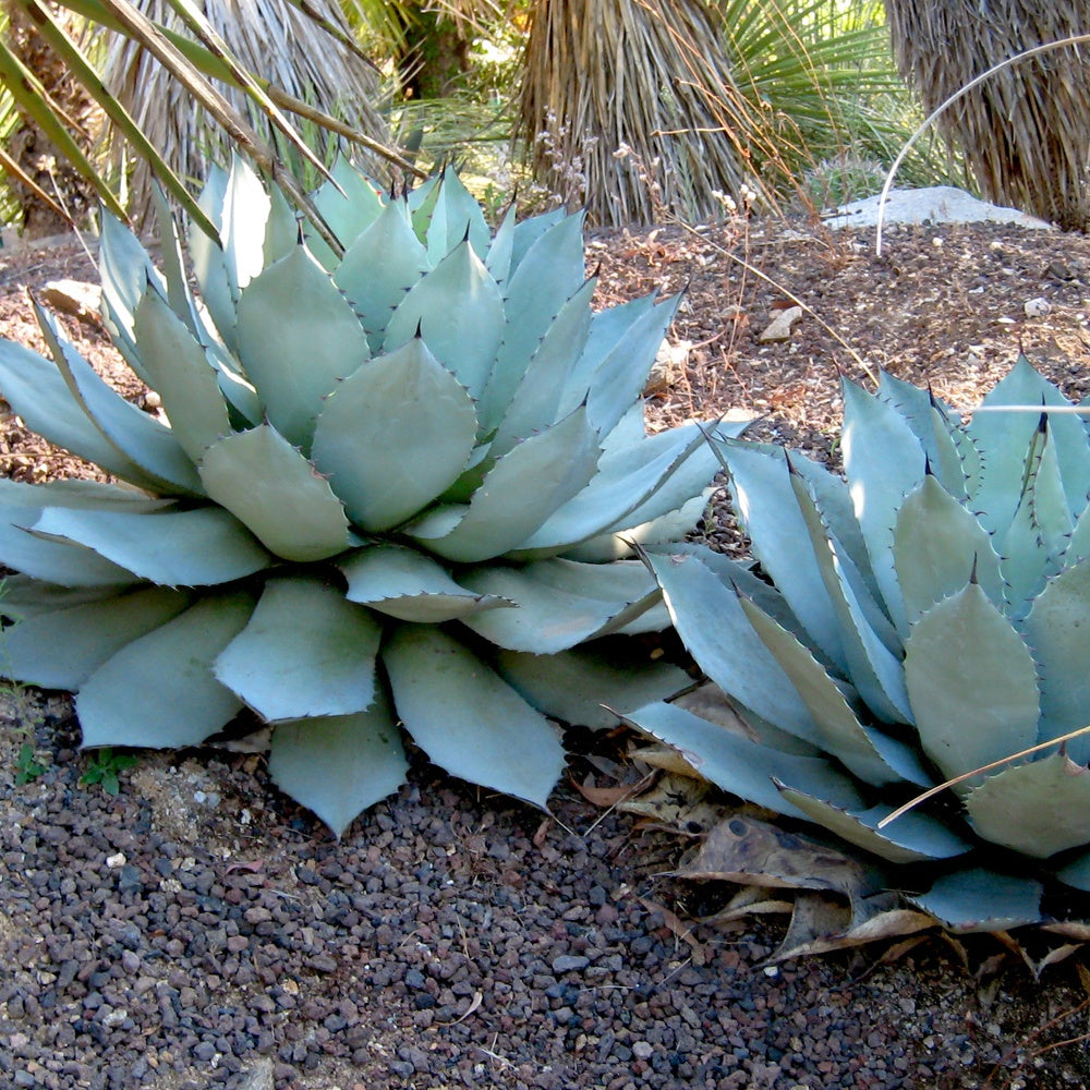 Parry's Agave - Willemse