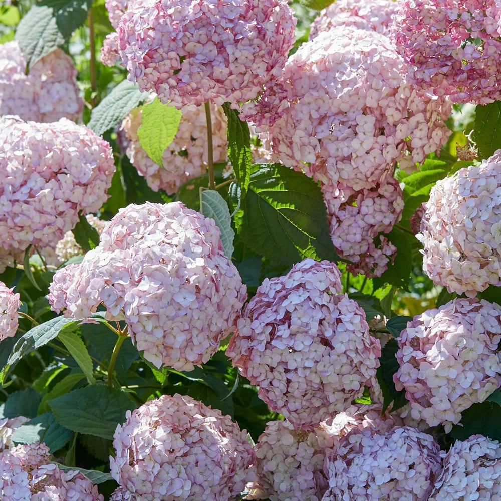 Hortensie Candy Bell Bubblegum ® - Willemse