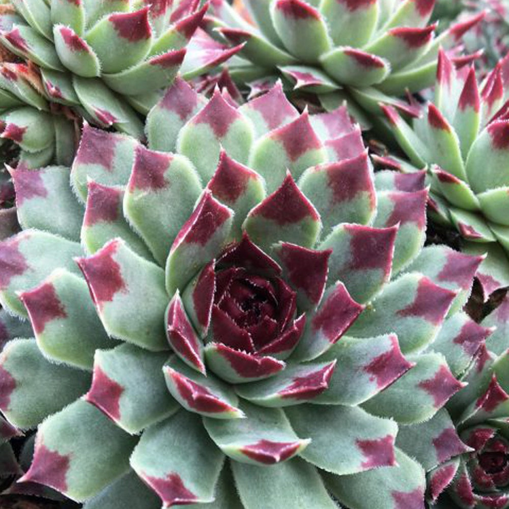 Hauswurz Chick Charms ® Mint Marvel - Willemse