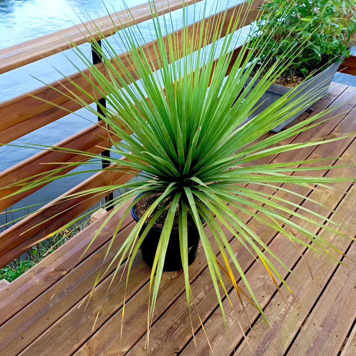 Blaue Nolina - Nolina nelsonii - Willemse