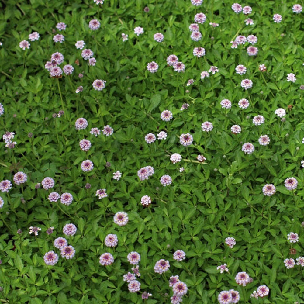 Teppichverbene - Willemse