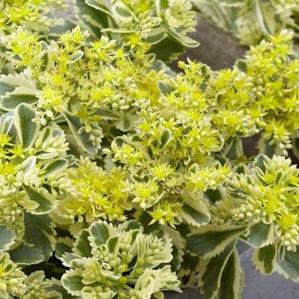 Sedum Atlantis - Sedum takesimense 'atlantis' - Willemse