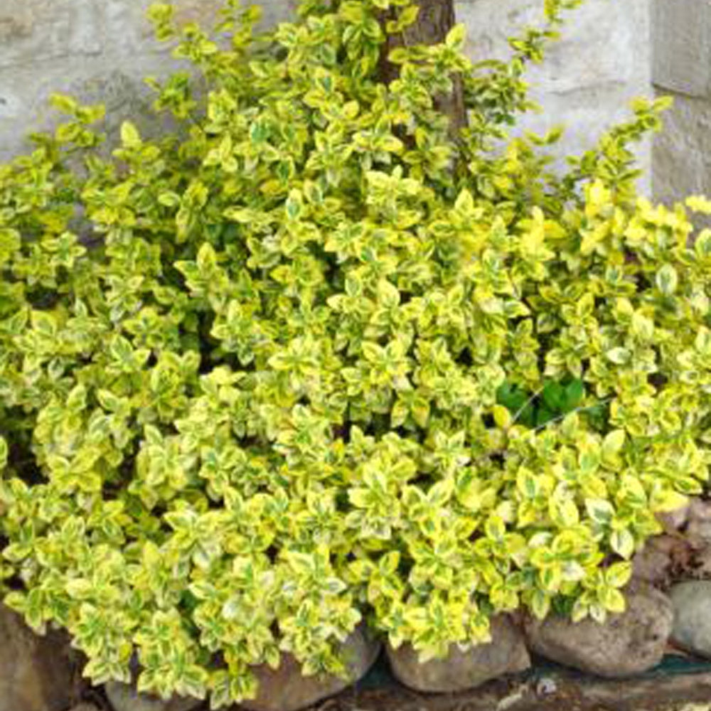 Euonymus fortunei Emerald and Gold - Spindelstrauch 'Emerald Gold' - Immergrüne Sträucher
