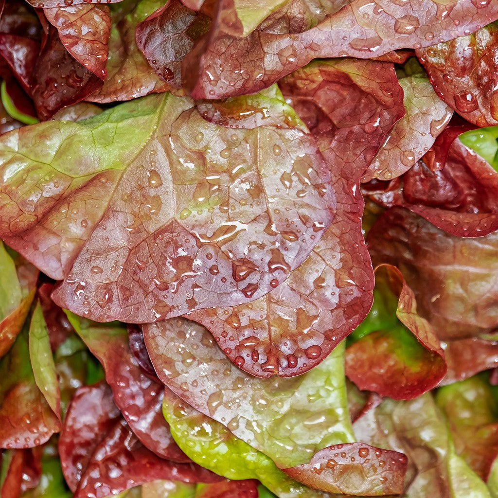 Schnittsalat Lollo Rossa BIO - Willemse