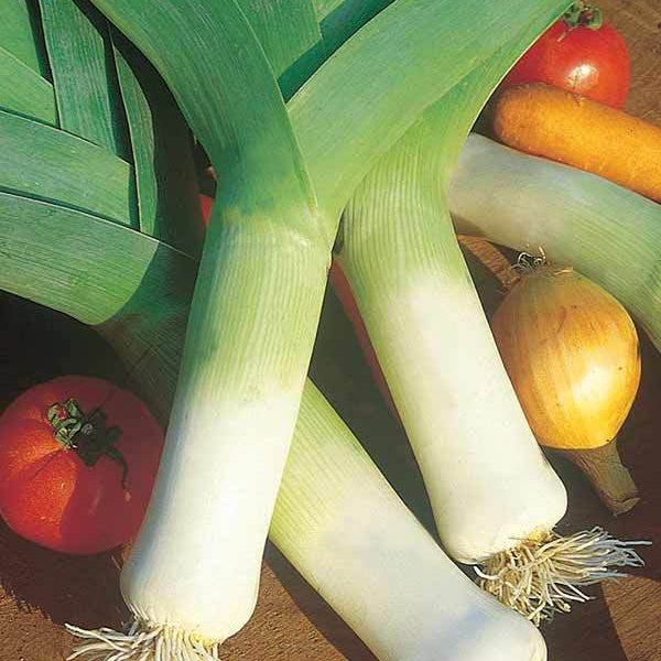 Porree Monstrueux de Carentan 2 Bio - Willemse