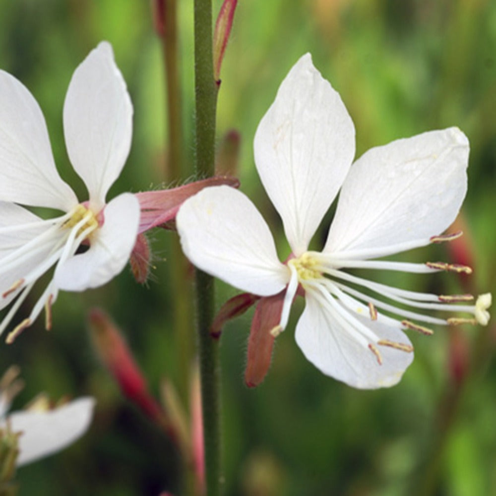 Gaura Snowstorm - Gaura lindheimeri snowstorm - Willemse