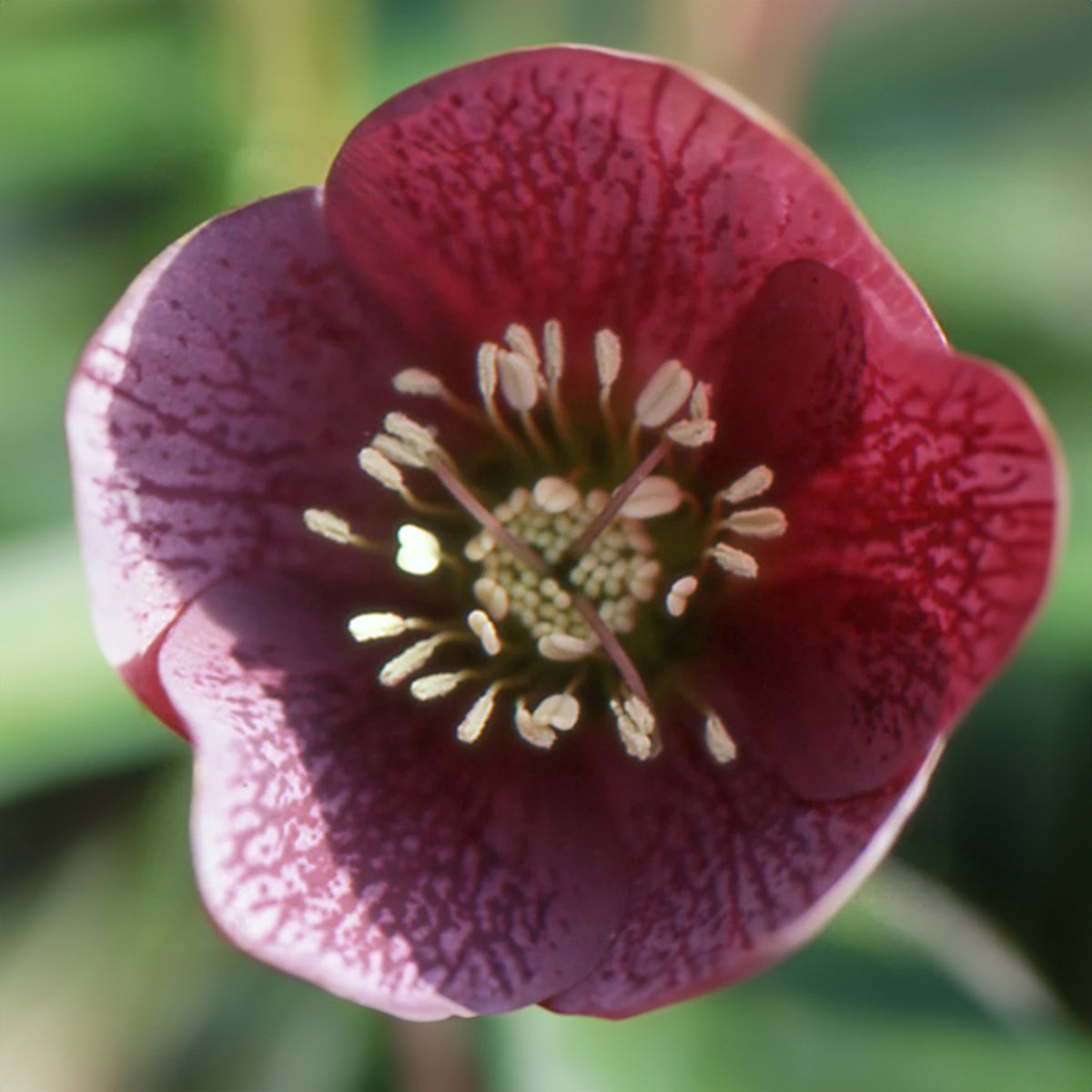 Lenzrose ‘Red Hybrids’ - Helleborus orientalis red hybrids - Willemse