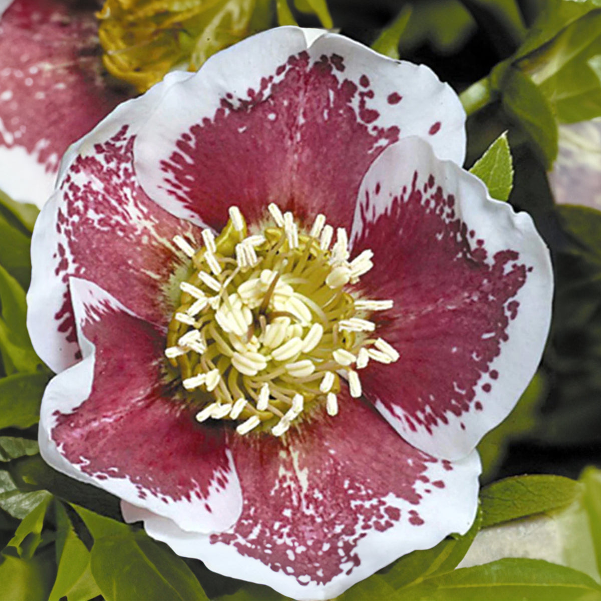 Christrose White Lady Spotted - Helleborus orientalis white lady spotted - Willemse