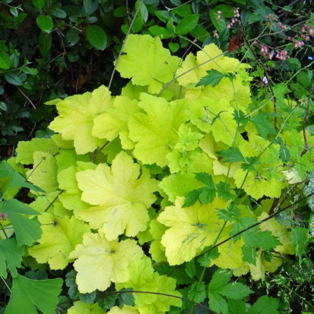 Purpurglöckchen Citronelle ® - Heuchera citronelle ® - Willemse