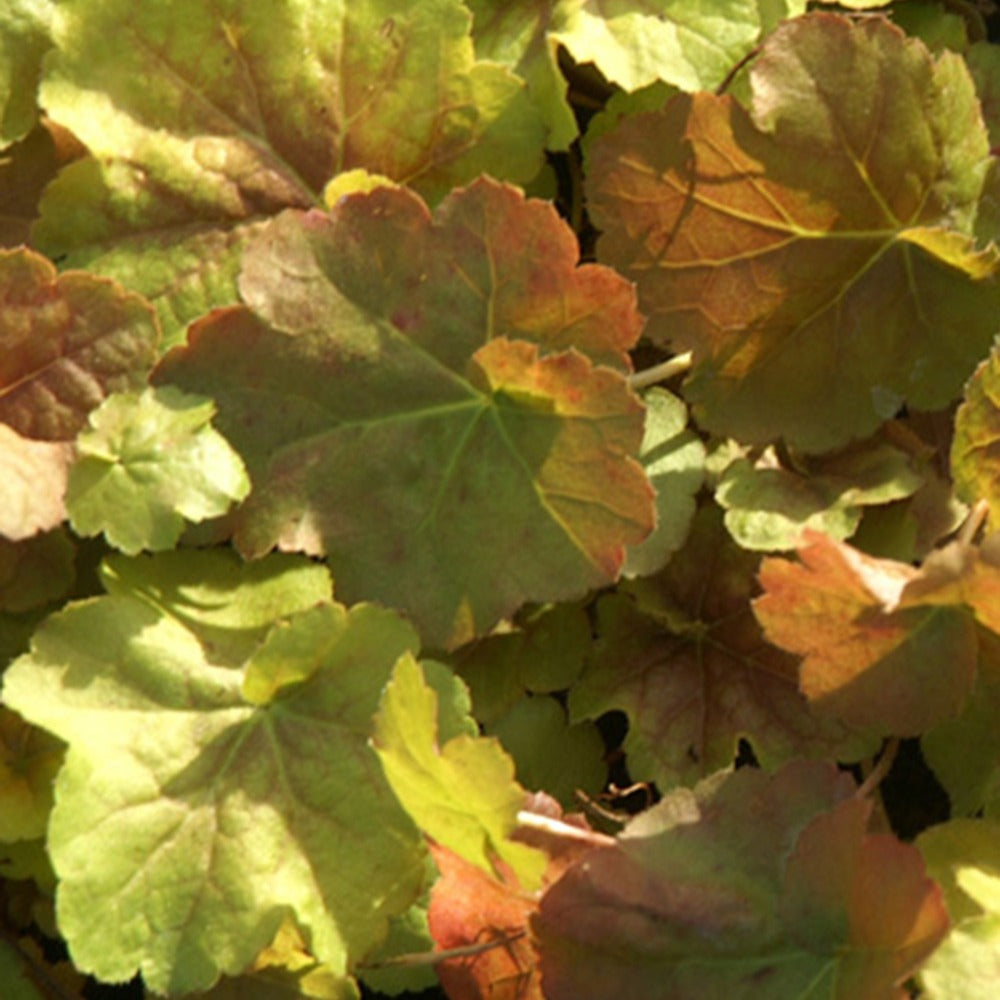 Purpurglöckchen Miracle ® - Heuchera miracle ® - Willemse