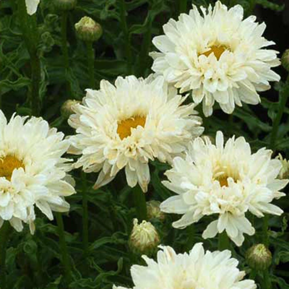 Margerite Victorian Secret - Leucanthemum superbum victorian secret ® - Willemse