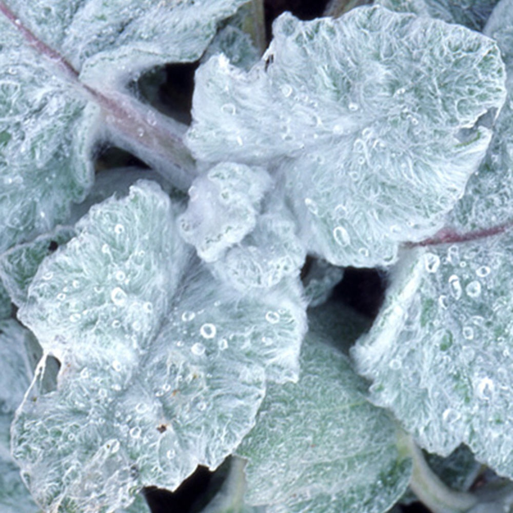 Silber Salbei - Salvia argentea - Willemse