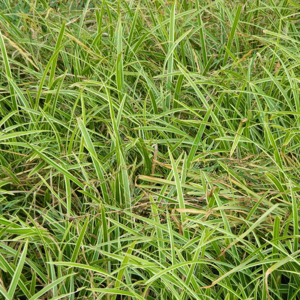 Japan-Segge Ice Dance - Willemse