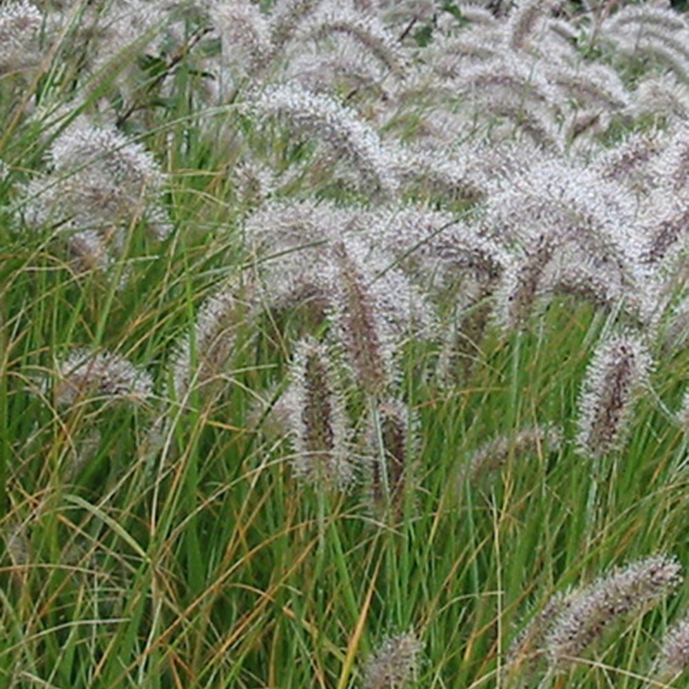 Federborstengras - Pennisetum alopecuroides (compressum) - Willemse