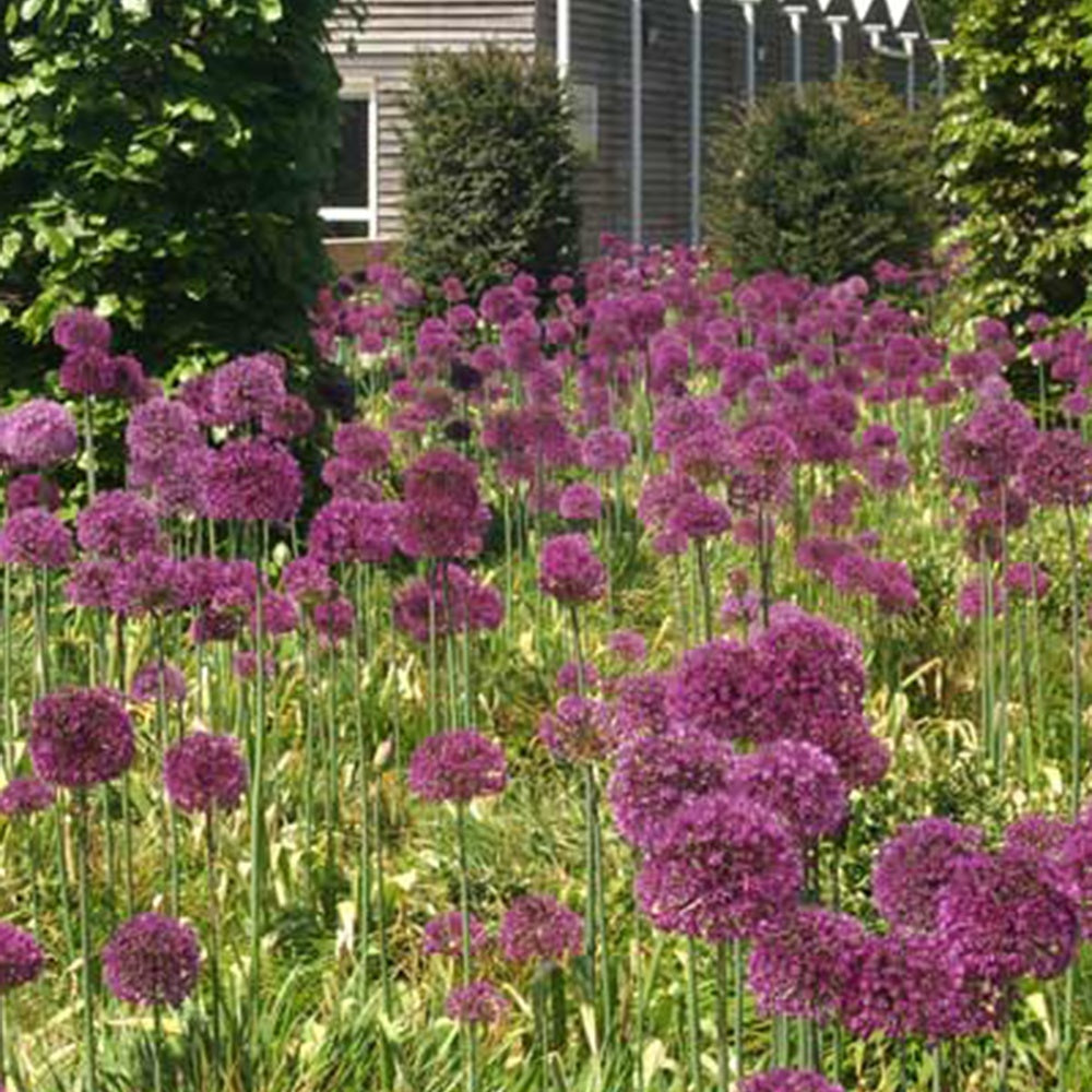 Allium giganteum - Riesen-Lauch - Stauden