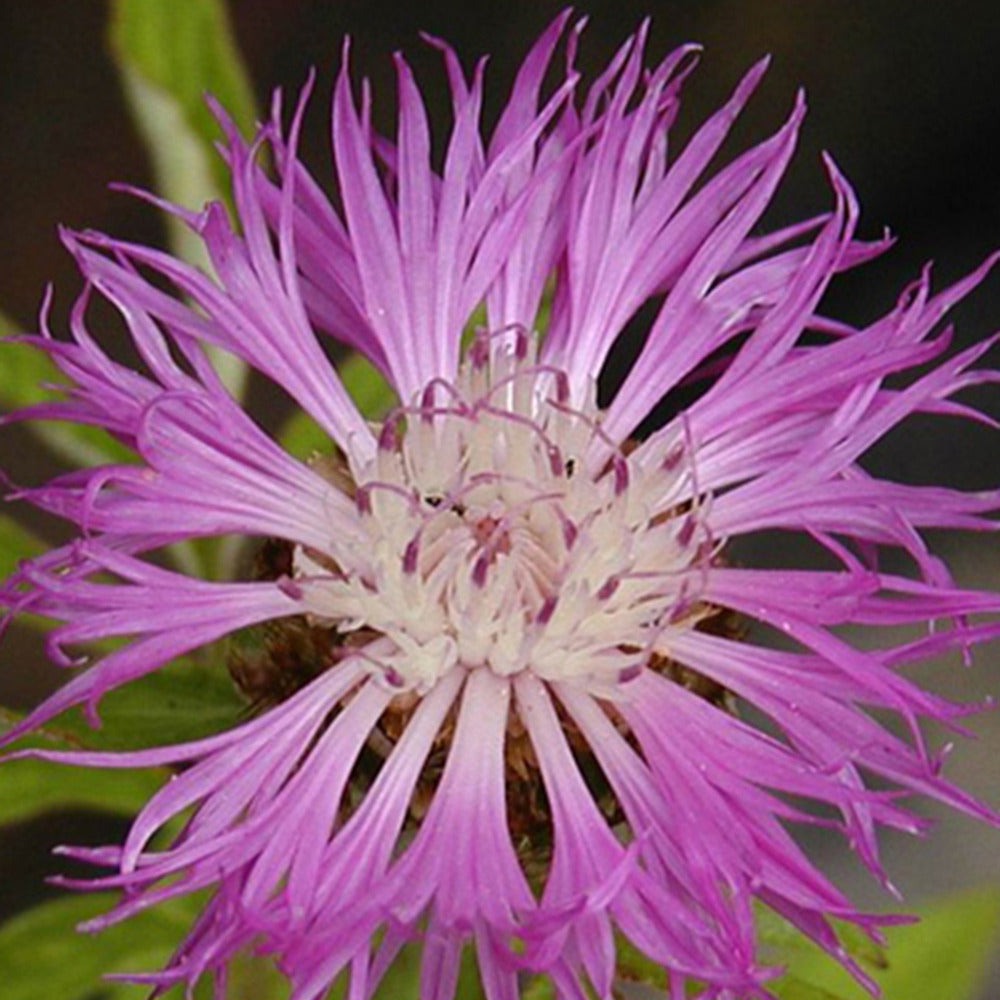 Flockenblume - Centaurea dealbata - Willemse