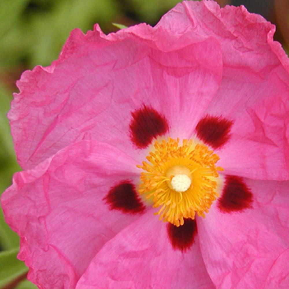 Pupur-Zistrose - Cistus purpureus - Willemse