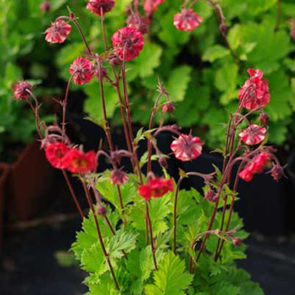 Nelkenwurz Flames of Passion - Geum flames of passion ® - Willemse
