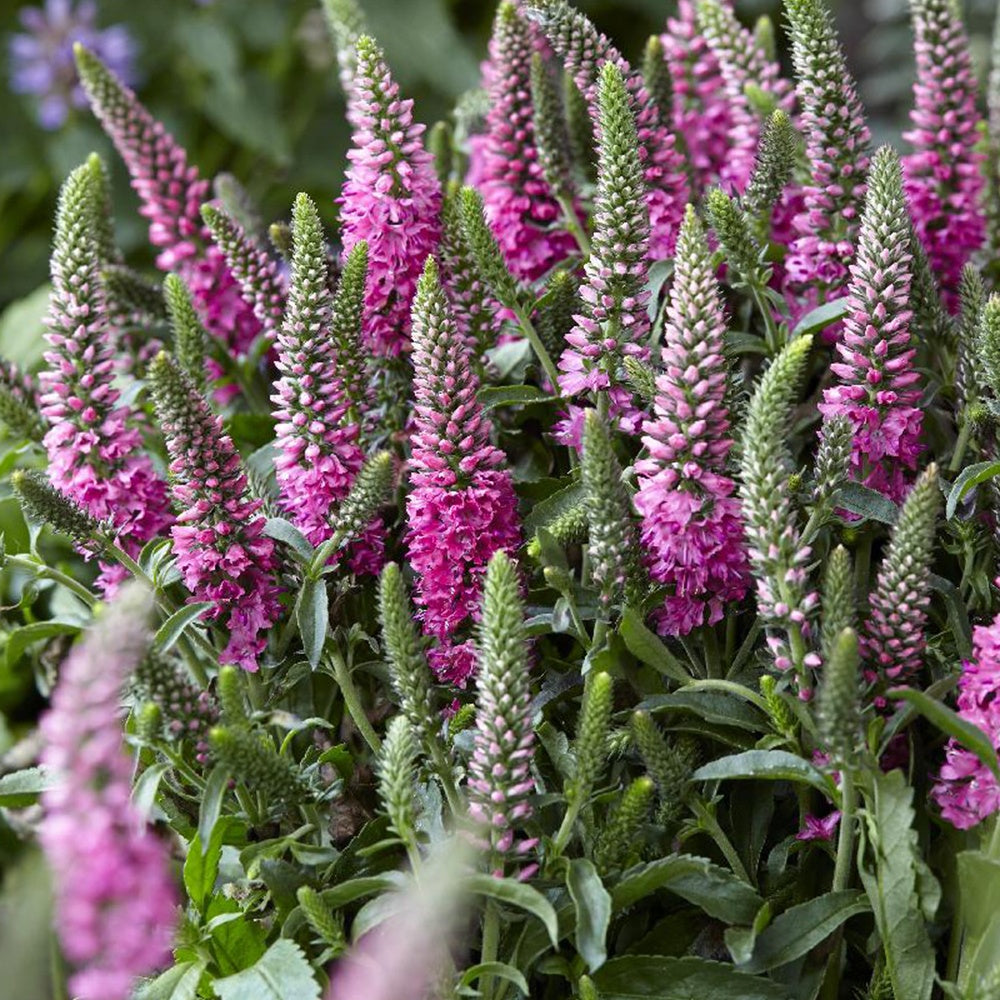 Ehrenpreis Bubblegum Candles ® - Veronica spicata bubblegum candle's ® - Willemse