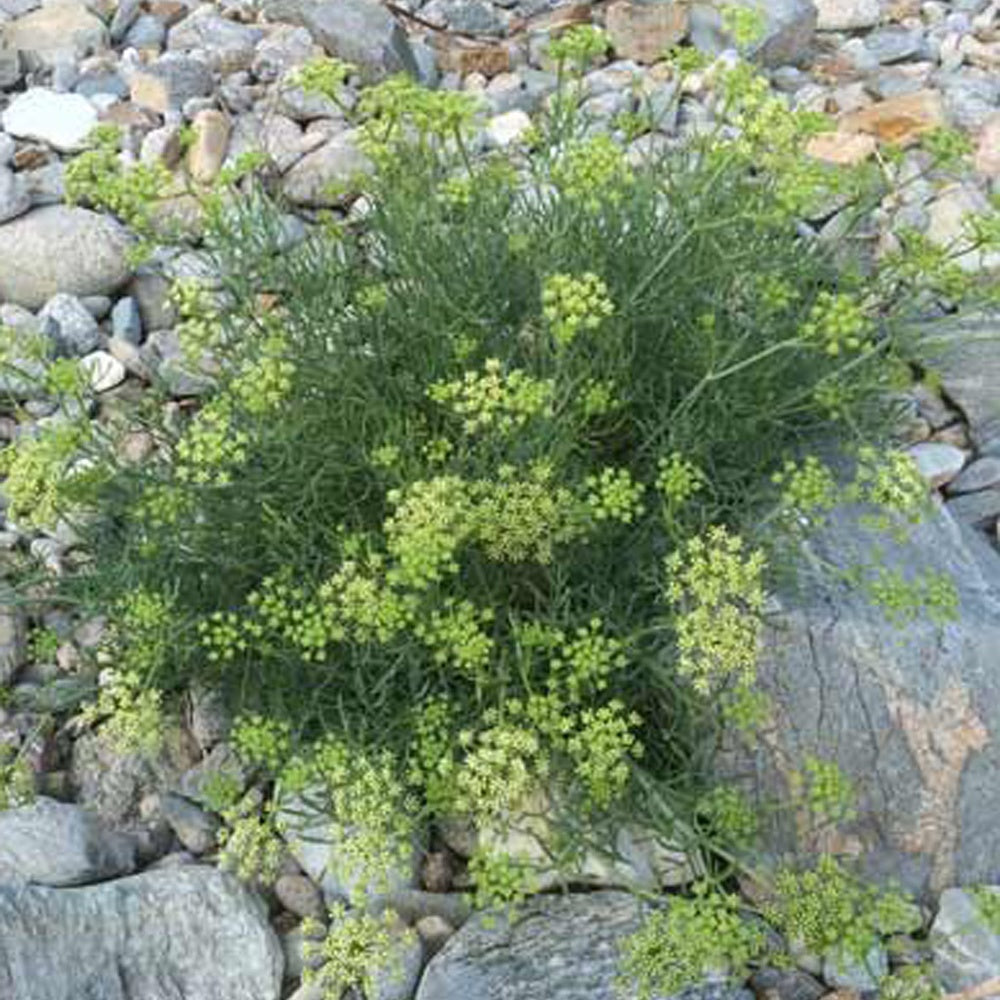 Meerfenchel - Willemse