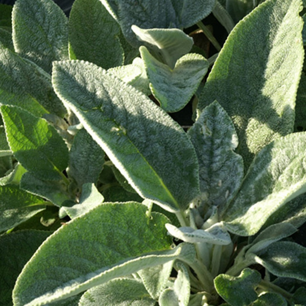 Wollziest Cotton Boll - Stachys byzantina Cotton Boll - Willemse