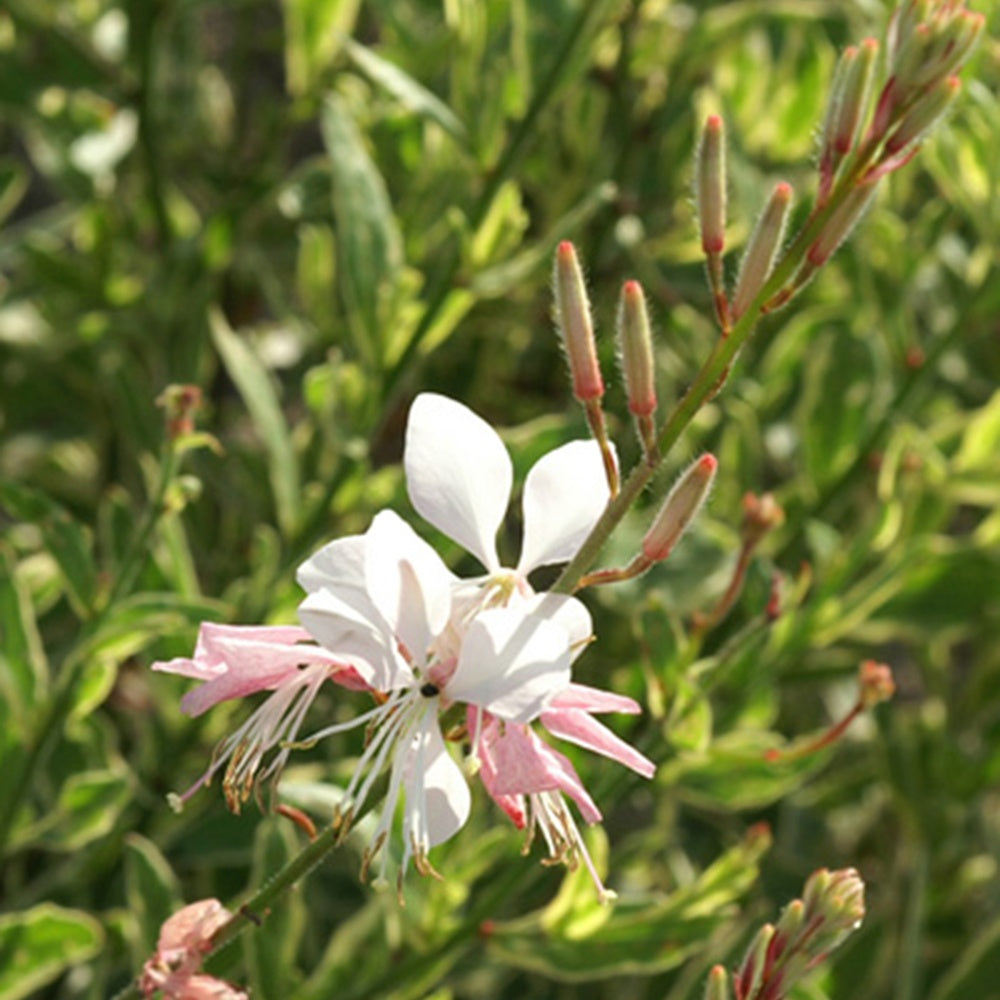 Prachtkerze 'Corrie's Gold' - Gaura lindheimeri Corrie's Gold - Willemse