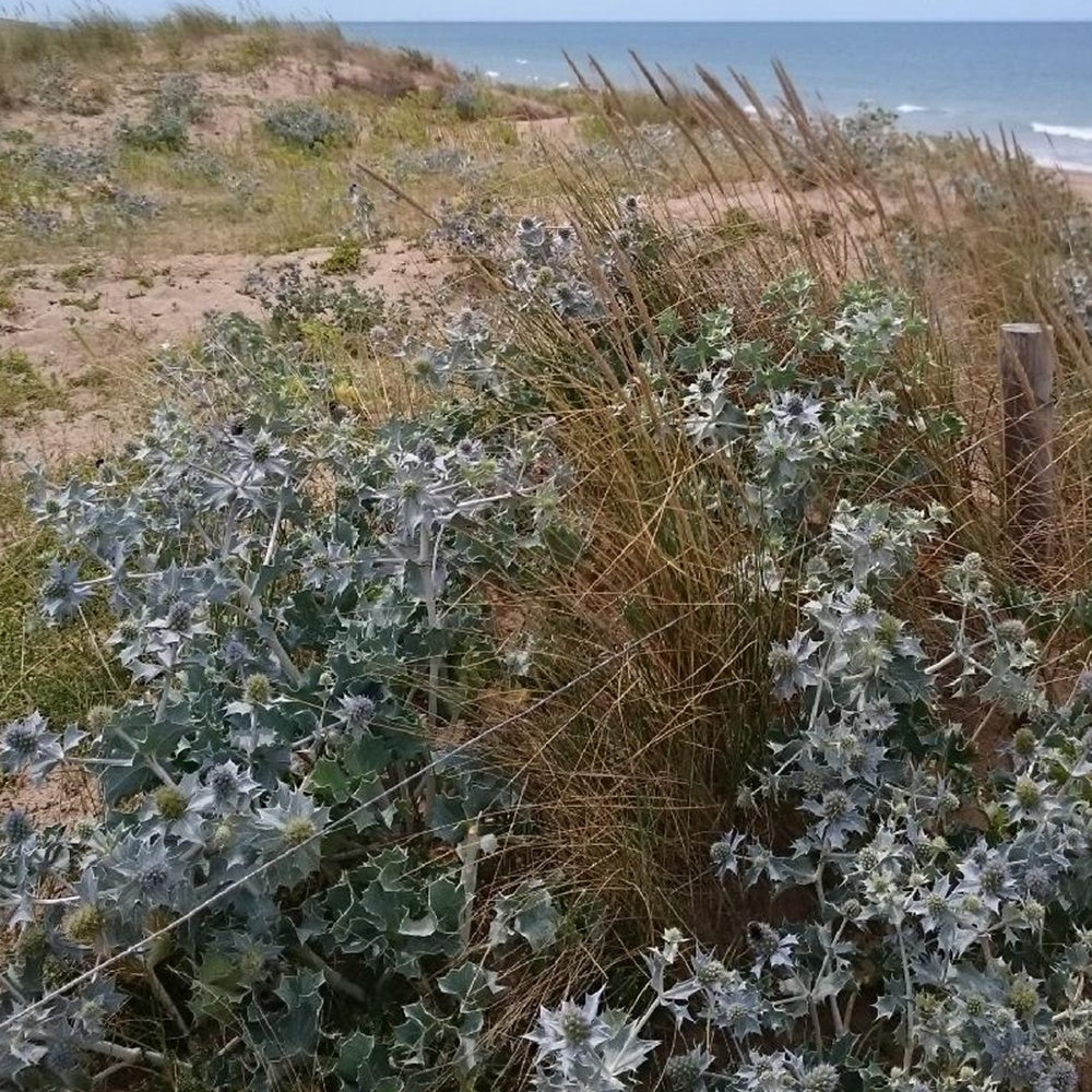 Eryngium maritimum - Stranddistel Maritime Panicaut - Mannstreu