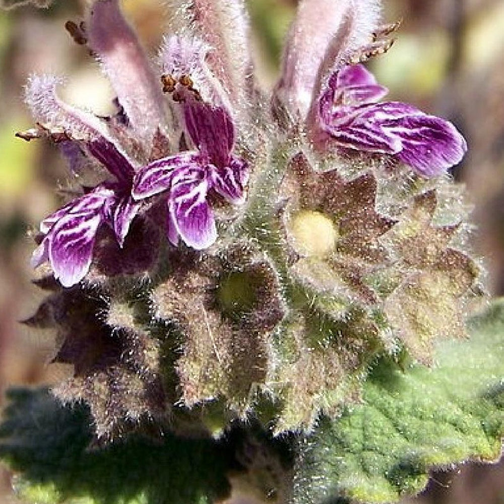 Schwarznessel - Ballota hirsuta - Willemse