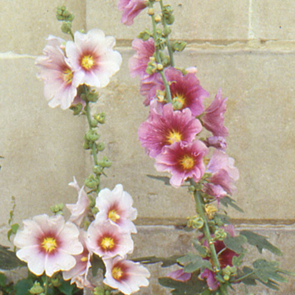 Feigenblättrige Stockrose - Willemse