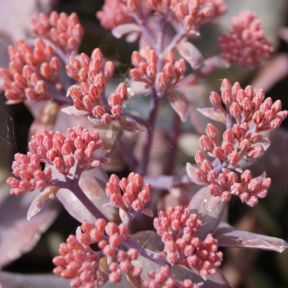 Herbst-Fettblatt 'Chocoloate Cherry' - Sedum 'chocolate cherry' - Willemse