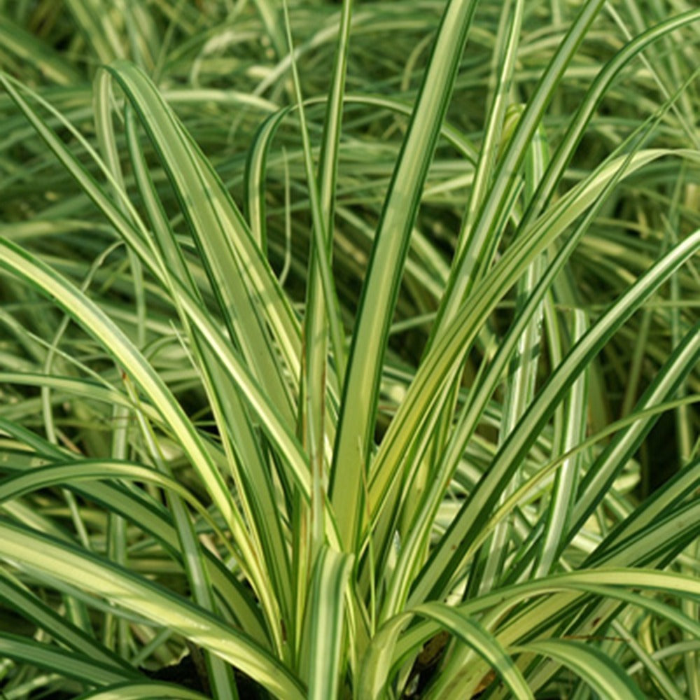Carex oshimensis evergold - Segge 'Evergold' - Carex