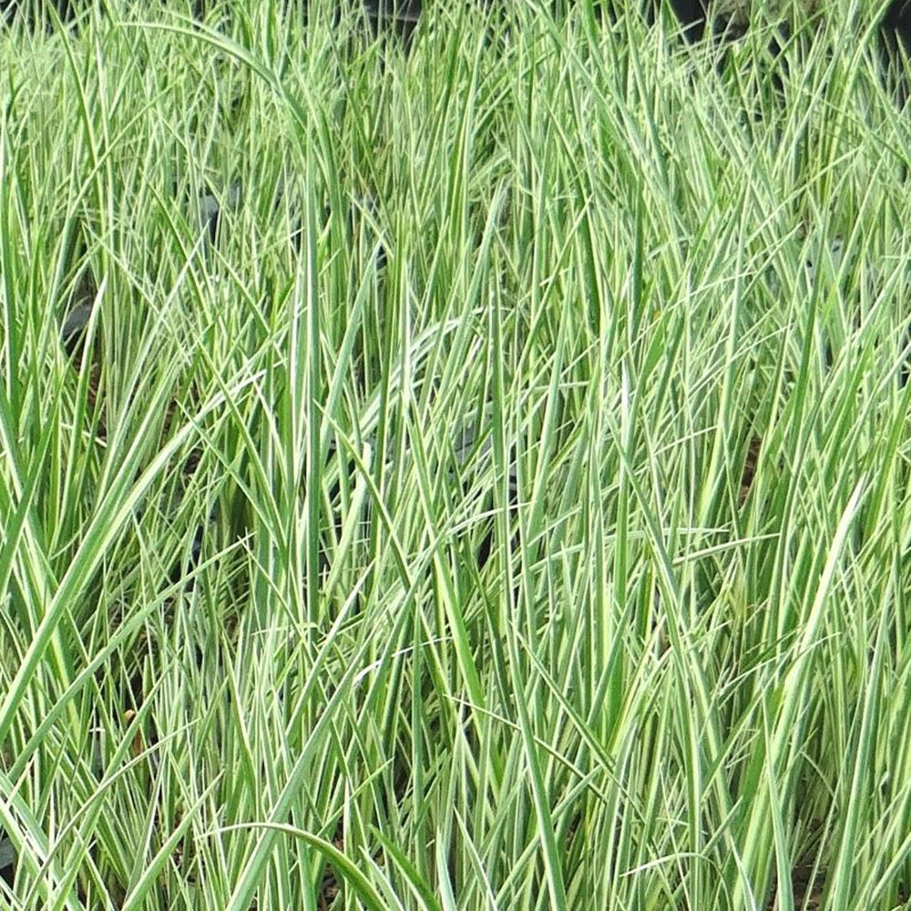 Kalmus 'Argenteostriatus' - Acorus gramineus argenteostriatus - Ziergräser