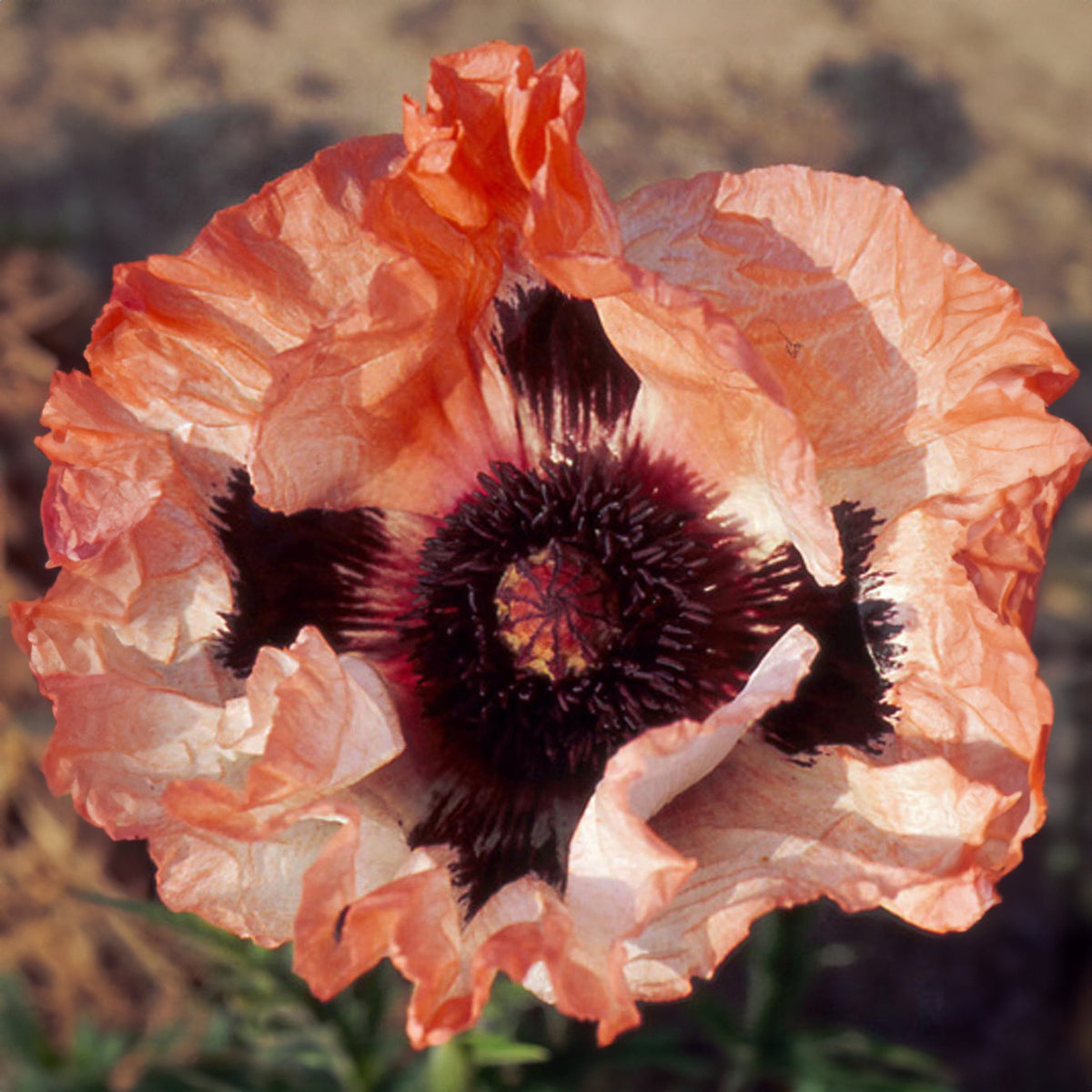 Orientalischer Mohn 'Picotee' - Willemse