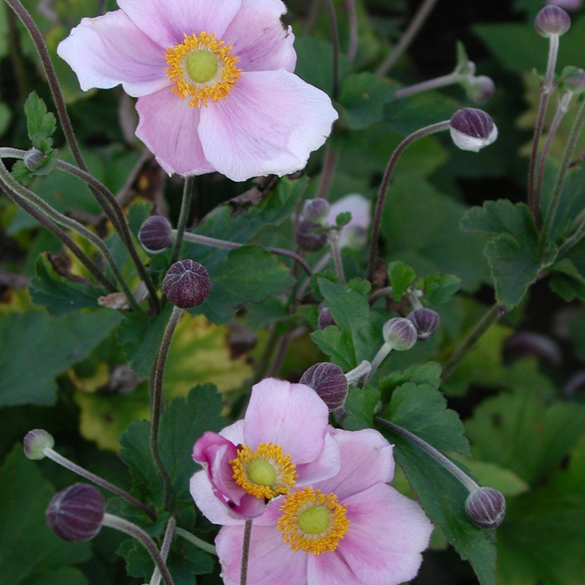 Anemone hupehensis September Charm - Herbstanemone 'September Charm' - Stauden