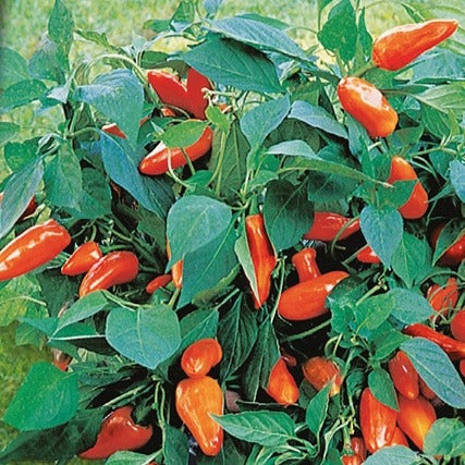 Topf-Paprika ‘Tangerine Dream’ F1 - Willemse