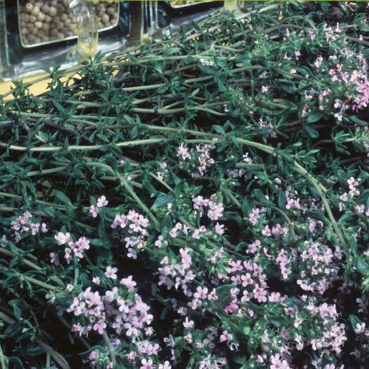 Winterthymian Bio - Thymus vulgaris - Willemse